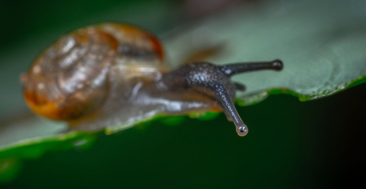 You are currently viewing Combien de dents a un escargot ?